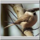 Parus palustris - Sumpfmeise 02.jpg